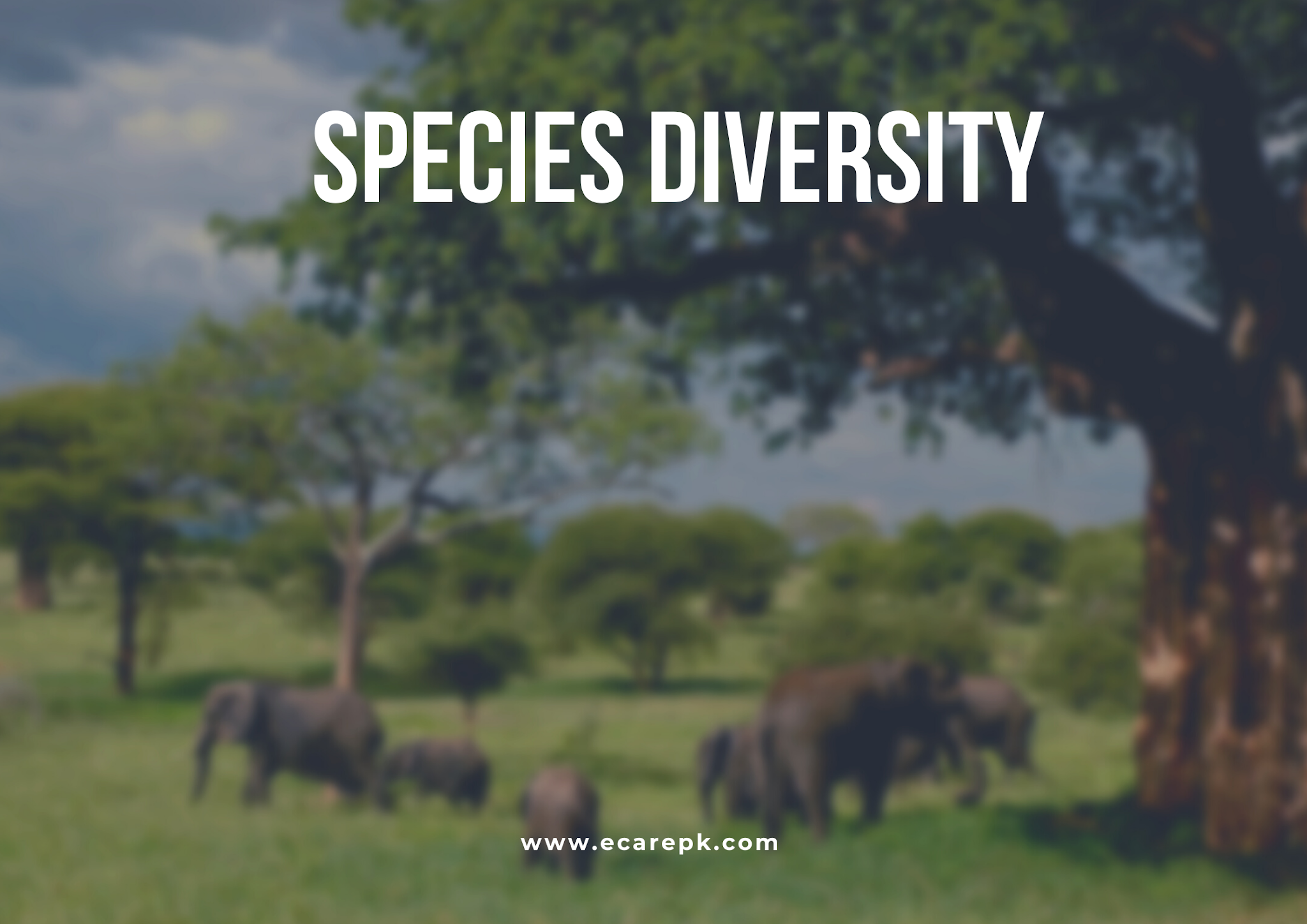 what-is-biodiversity-species-diversity-and-ecosystem-diversity-explanations